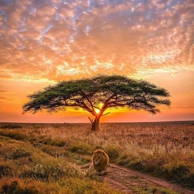 still_we_rise's profile picture. 