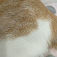 Babu Kucing (@m_adventia) 's Twitter Profile