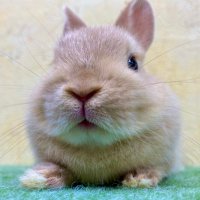 うさぎ専門店Tiny rabbit 鶴瀬店(@tinyrabbit_6060) 's Twitter Profile Photo