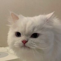 queiu (?) (@qnabsam) 's Twitter Profile