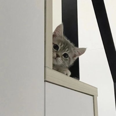 chaimaoyuan's profile picture. 