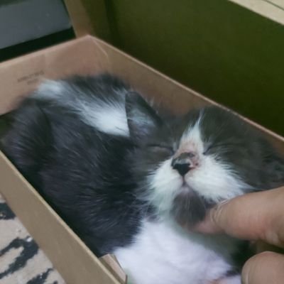 stakwityuu's profile picture. istri orang♡ momi trixie & lemmy♡