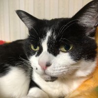 Ozeko-ya (@yaemon) 's Twitter Profile