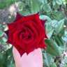 noorpfd's profile picture. كل الصور هي من تصويري ...
