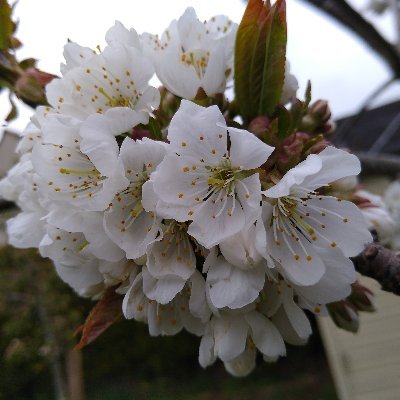 MariaMcCulloc11's profile picture. Smiling, then running away to enjoy the garden...alone.