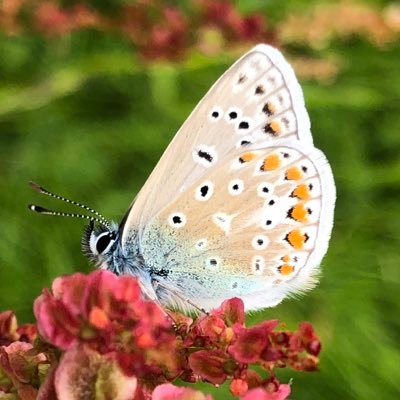 Nature, wildlife and wild places in Cornwall. Conservation Volunteer and Membership Recruiter for Cornwall Wildlife Trust.