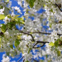 Friends of Hulme Parks(@HulmeParks) 's Twitter Profileg