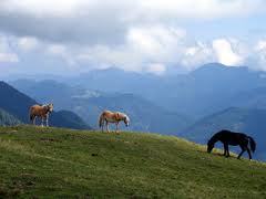 Horse lover, Horse training videos,