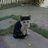 PinoShieet's profile image