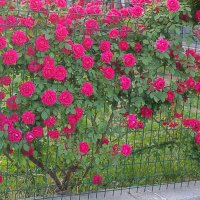 Güler🤍Tufan (@glrozmn) Twitter profile photo