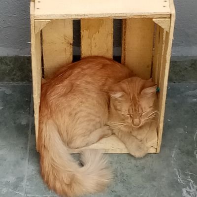 DavilusMaximus's profile picture. #HijosDeMx