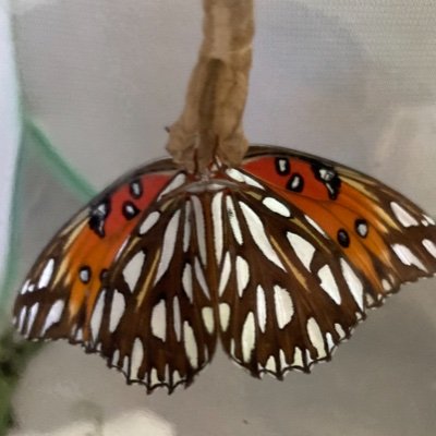 ButterfliesnFla Profile Picture