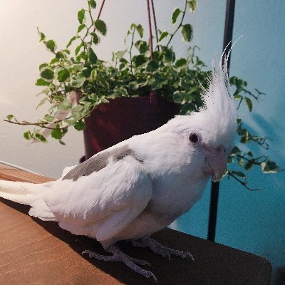 Aldebaranさんのプロフィール画像