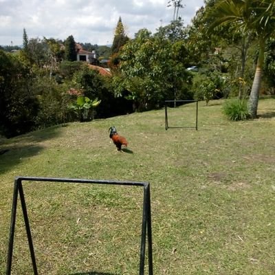 Rock, cerveza, buen fútbol y todo lo que sea ríos y bosques. En permanente formación. Opiniones personales, ¿hay de otro tipo?