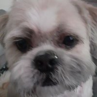 Richard Stevenson (@jokemon99) Twitter profile photo