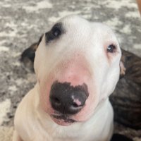 Breyer Greene (@its_breyer_g) 's Twitter Profile Photo Breyer Greene (@its_breyer_g) 's Twitter Profile Photo