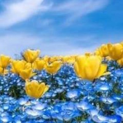 FurForJustice's profile picture. Proud Democrat fighting to save our nation from #racism #corruption and the #trumpcrimefamily #BLM #VoteBlue #adoptdontshop