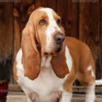 耳のながい犬 (@xef8vfd) 's Twitter Profile