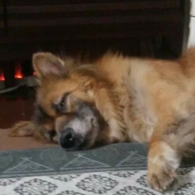 nyannkofish's profile picture. 相棒の #くうちゃん は12歳の男の子 #元野良犬 🐕と2人で ＃大阪南港 の #釣り場 に ＃引きこもり 釣りを楽しんで居ます ＃ニート な私は一日中魚釣り(^ ^) 21年6月1日から呟き開始 たまに(^-^) ＃生駒山 #金剛山 ＃六甲山 に ＃山散歩 #ハイキング  にも引きこもるオッサンです(^^)