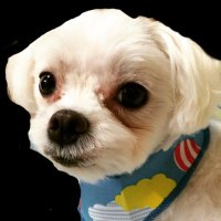 つぶやき食太郎　|　お手軽料理レシピ (@shokutarokun) Twitter profile photo