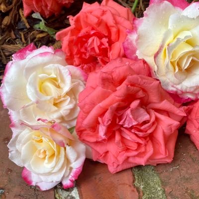 TonyAcampora's profile picture. Mad, bad and dangerous to know