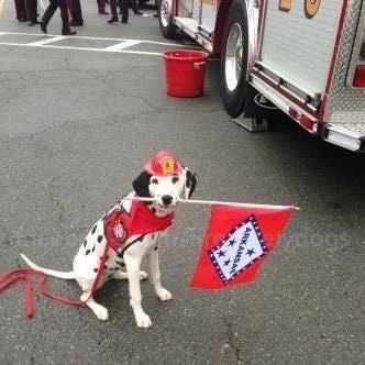 A fire dog, model, Ambassador and background actor for the IMAX movie, SuperPowerDogs, and 2019 AKC ACE award winner, I travel the US helping keep kids safe!