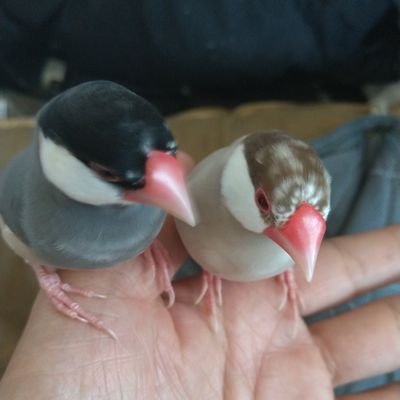 むらなが村民です。
人同士の交流に今更ながら覚醒めた、
サーモンランが大好きな
50代のオッサンです。
良かっったら、お付き合い願います🙇