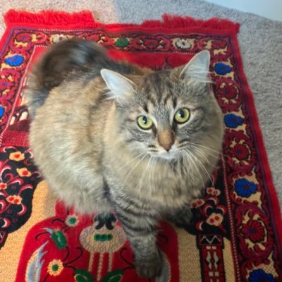 nodoctorhere's profile picture. committed to my cat