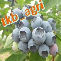 つくば市農業政策課 (@tkb_agri) 's Twitter Profile