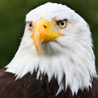 🦅Chris Mikolajczewski (@flymiko) 's Twitter Profile Photo 🦅Chris Mikolajczewski (@flymiko) 's Twitter Profile Photo