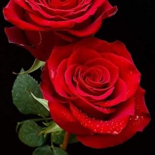 9s7_shab0's profile picture. ويل لقاضي الأرض من قاضي السماء