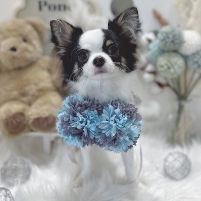 web_natsumi's profile picture. webデザインの作業記録 & 日常｜お酒｜旅行｜犬｜カフェ｜ゲーム｜#クリエイターズファクトリー 32期生｜#CF フリーランス→会社員のwebデザイナーに🕊