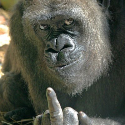 osmfVI9m9FvC6og's profile picture. 酒カスヤニカス🍺🚬 APEXやってまする！中身はゴリラで見た目はウルフやらせてもろてます✋   毎日酒飲んでるバケもんです☺ てきとーにその時思ったこと呟きます～ 無言フォロー申し訳なす🍆