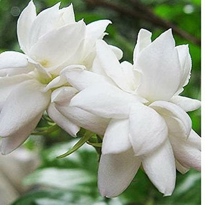 MonuTha43696014's profile picture. 