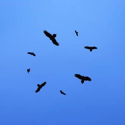 stockvult's profile picture. picking the carcass of dirt cheap value stocks