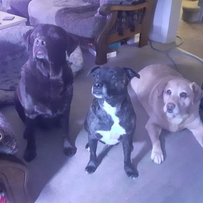 Hi, There are 3 of us at home & we were all adopted by our family. Rio was first when he was just 9 mths old & Manny & Bracken arrived together aged 7. #kiblet