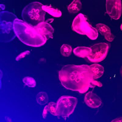 en___game's profile picture. 見る専