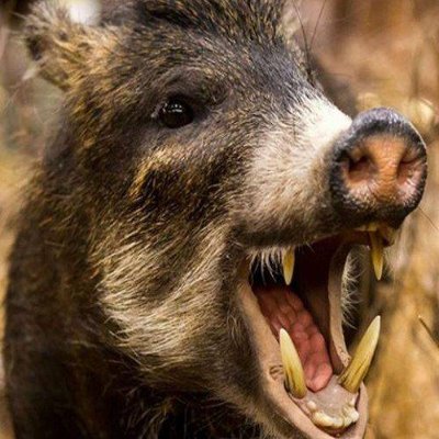 vhorkevych's profile picture. The whole world lies