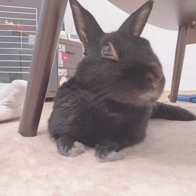 4歳のミニウサギ🐰 TikTokも上げてます🥰 無言フォロー失礼します🙇‍♀️
目指せチャンネル登録100人！