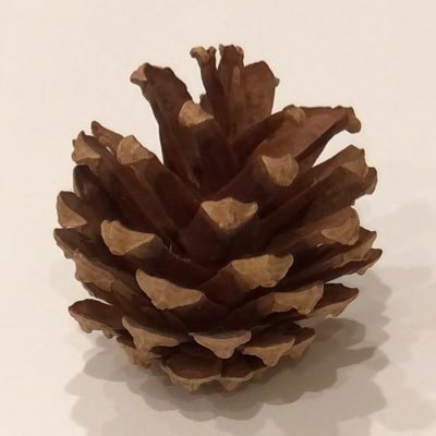pinecone813's profile picture. WISC-V FSIQモデレイトリー/凸凸凸□□↑↓50越え/小1のお母さん/おうち学習記録/Amazonアソシエイト参加中