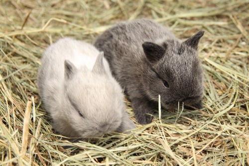 HappyFrmBunnies's profile picture. We raise the happiest, healthiest, hoppiest bunnies around, specializing in purebred Netherland Dwarfs and Holland Lops. Find us on Facebook!
