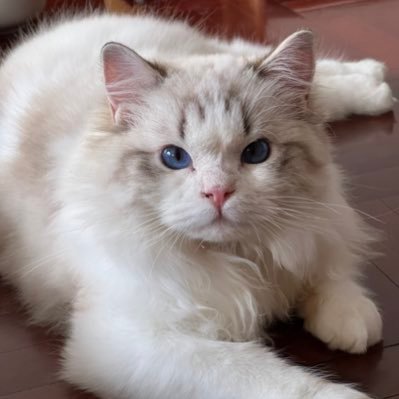 พ่อแมว น้องสโนว ซัมเมอร์ ซันเดย์ https://t.co/3Kgq396dFQ