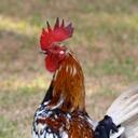 Not Blake Goodwin - @BlakeAGoodwin - Twitter