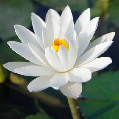 vikx86's profile picture. Perennially Curious |Cyber Security Engineer | BioHacker| Sci-fi Fan | Interests include reverse engineering, malware, exploitation + all things low-level.