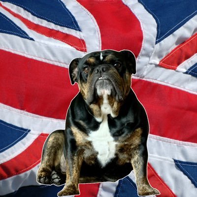 Just an English Bulldog living the English dream in ‘Merica. 🇬🇧 🇺🇸 Contestant in the 2022 @DrakeUniversity #beautifulbulldog contest