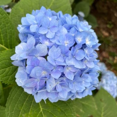 lele_brave's profile picture. let it go