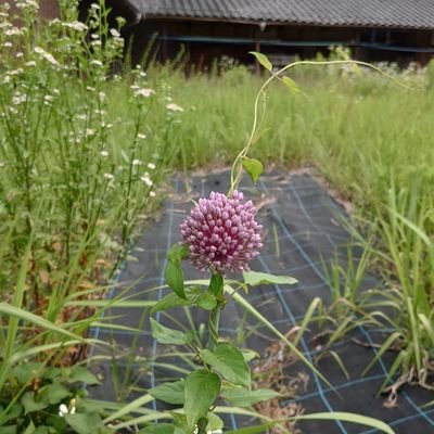 小さな声。自分の考えをここで整理しています。
自分の身は守らなければならないので、消えることになったらごめんなさい。