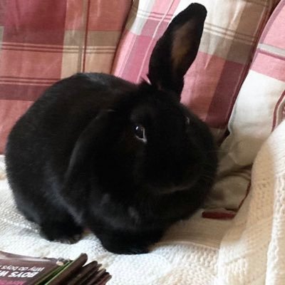 I love Kale, kisses, chewing laundry, all my toys and licking my hoomin’s nose. I mostly now post on 🦣 : @MartineBunny@mastodon.thirring.org