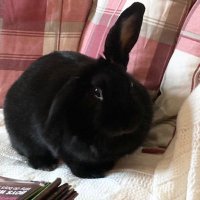 Martine Bunny Ⓥ (@boireannachalba) 's Twitter Profile