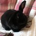 Martine Bunny Ⓥ (@boireannachalba) Twitter profile photo Martine Bunny Ⓥ (@boireannachalba) Twitter profile photo